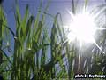 Guy Fanguy - Artist - Photographer - Guy Fanguy - Sugar Cane Farming - Louisiana (16).jpg Size: 44248 - 8